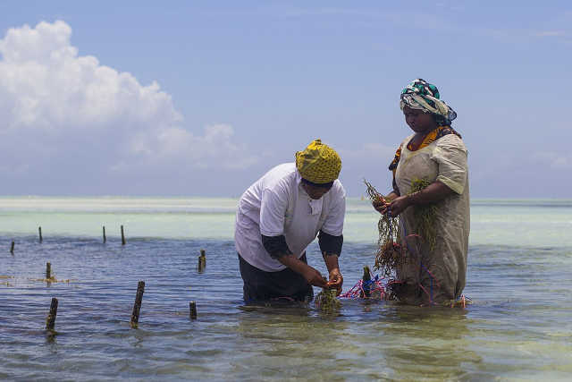 zanzibar tide